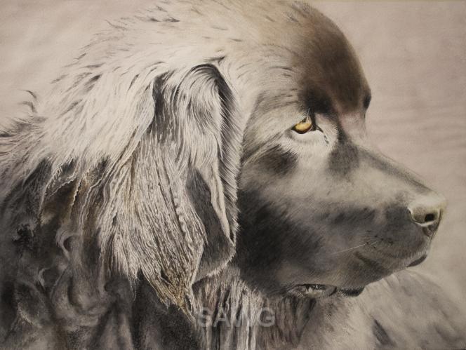 Newfie by Sherry Matlack
